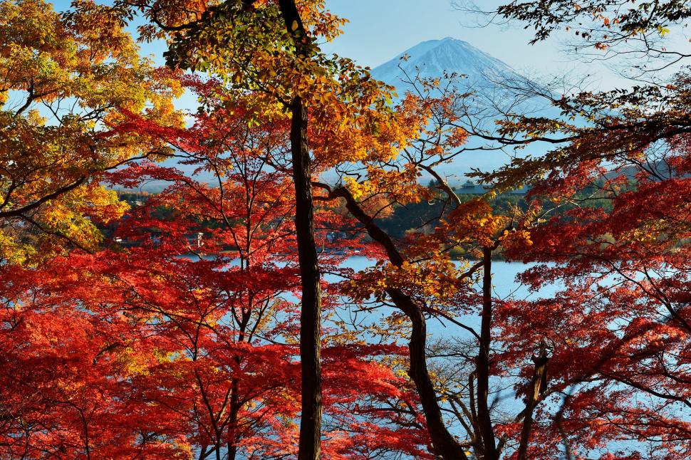 Japan, Mount Fuji wallpaper,sky HD wallpaper,trees HD wallpaper,leaves HD wallpaper,Japan HD wallpaper,Mount Fuji HD wallpaper,autumn HD wallpaper,lake HD wallpaper,2048x1365 wallpaper