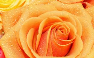 Rose wallpaper thumb