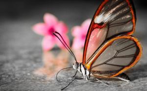 Transparent butterfly wallpaper thumb