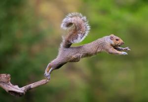 Animal Squirrel Jump wallpaper thumb