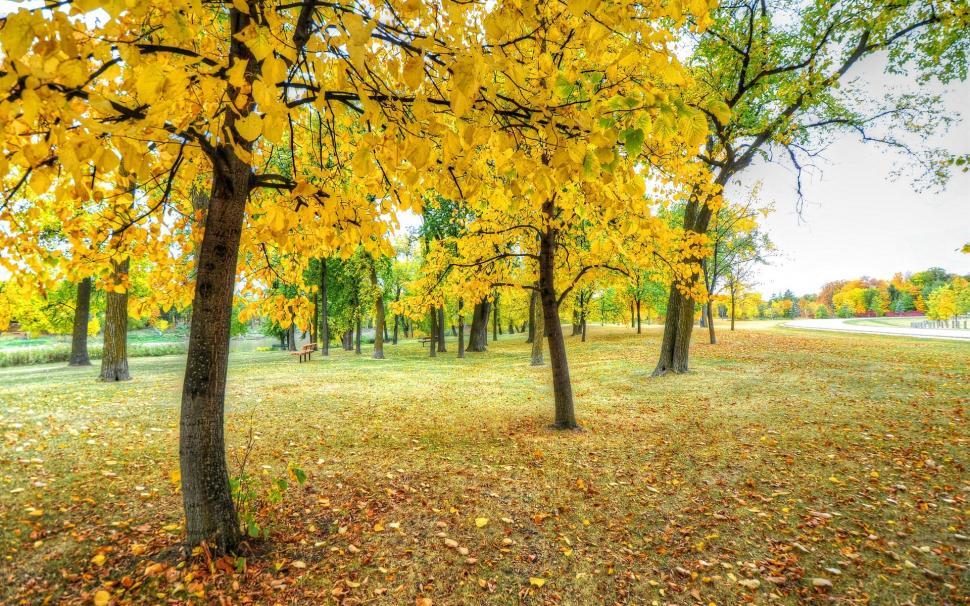 Park, trees, yellow leaves, grass, autumn wallpaper,Park HD wallpaper,Trees HD wallpaper,Yellow HD wallpaper,Leaves HD wallpaper,Grass HD wallpaper,Autumn HD wallpaper,1920x1200 wallpaper