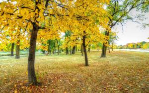 Park, trees, yellow leaves, grass, autumn wallpaper thumb