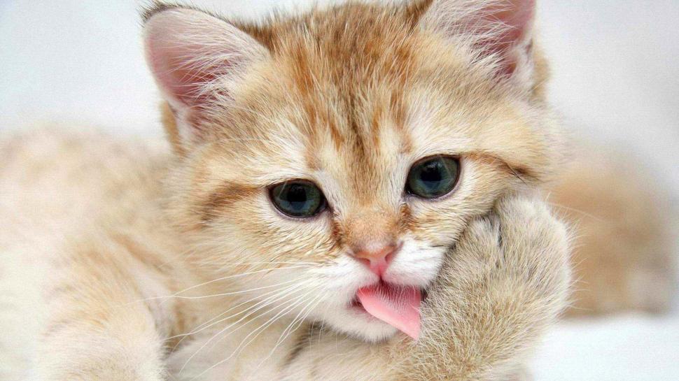Kitten washes wallpaper,cat. kitten washes HD wallpaper,tongue HD wallpaper,1920x1080 wallpaper