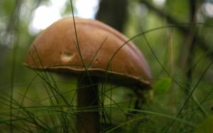Brown Mushroom wallpaper thumb