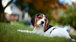 Animals, Dog, Beagle, Small, Cute, Photography wallpaper thumb