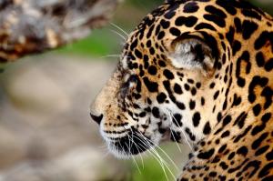 Jaguar snout profile wallpaper thumb