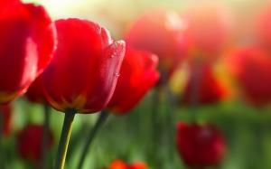 Red flowers, tulips, dew wallpaper thumb