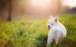 White puppy, dog, grass, summer, sun rays wallpaper thumb