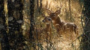 2 Deers In A Forest wallpaper thumb