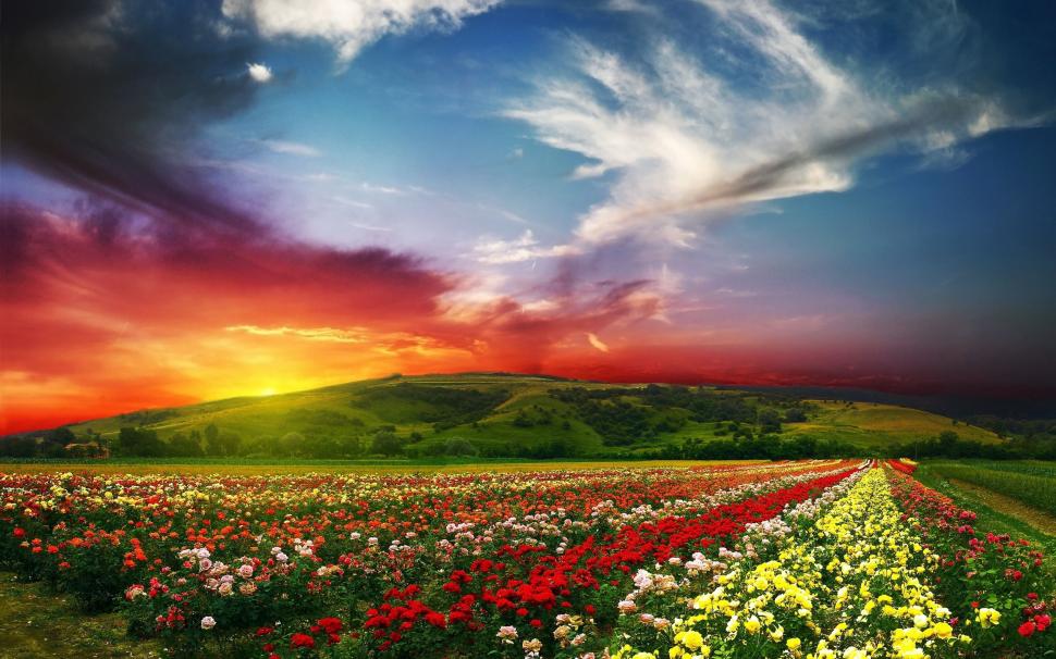Flowers, roses, fields, nature, sky, clouds, sunset wallpaper,Flowers HD wallpaper,Roses HD wallpaper,Fields HD wallpaper,Nature HD wallpaper,Sky HD wallpaper,Clouds HD wallpaper,Sunset HD wallpaper,2560x1600 wallpaper