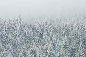 Trees, Snow, Wintry, Nature wallpaper thumb