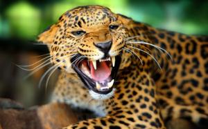 Cheetah facial features, sharp teeth wallpaper thumb
