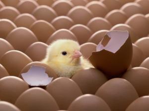 Chick Chicken Bird Egg Eggs HD wallpaper thumb