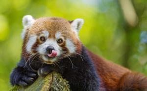 Red panda tongue wallpaper thumb