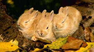 Sleepy rabbits wallpaper thumb