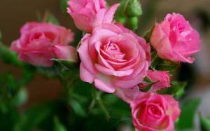 Beautiful pink rose flowers, dew wallpaper thumb