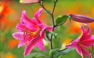 Pink lily flowers, buds, bokeh wallpaper thumb