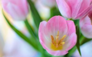 Pink tulip flowers macro, nature spring wallpaper thumb