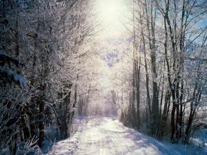 christmas, new year, road, wood, snow, winter wallpaper thumb