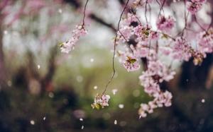 Trees, cherry flowers blossom, spring, petals wallpaper thumb