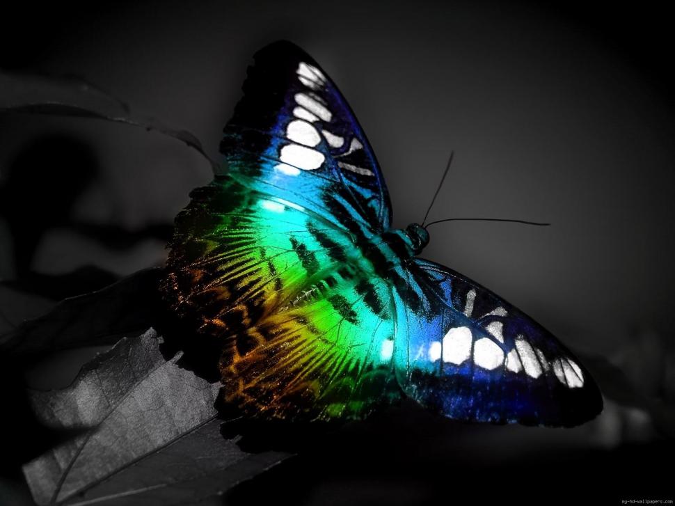 Fluo butterfly on black and white background wallpaper,butterfly wallpaper,animal wallpaper,rainbow wallpaper,fluo wallpaper,1600x1200 wallpaper