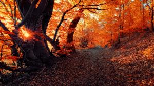 Sunlight Path Trail Leaves Autumn Trees HD wallpaper thumb