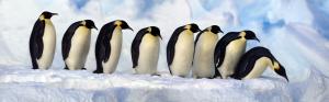 Emperor Penguins, Antarctica, snow, cold wallpaper thumb