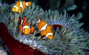 Three orange tropical fish and coral wallpaper thumb