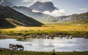Cow Pond Mountains Landscape HD wallpaper thumb