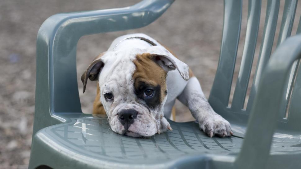 Puppy on the chair wallpaper,animals HD wallpaper,2560x1440 HD wallpaper,puppy HD wallpaper,chair HD wallpaper,2560x1440 wallpaper