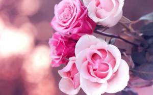Pink Roses wallpaper thumb