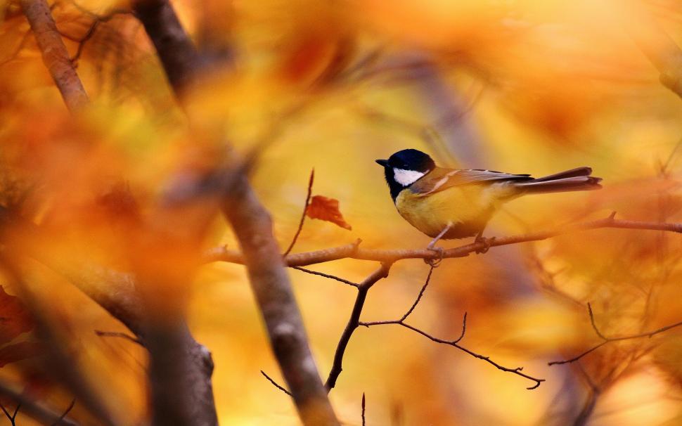 Bird on branch with leaves wallpaper,Autumn HD wallpaper,leaves HD wallpaper,Bird HD wallpaper,branch HD wallpaper,bokeh HD wallpaper,2880x1800 wallpaper