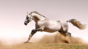 White horse wallpaper thumb