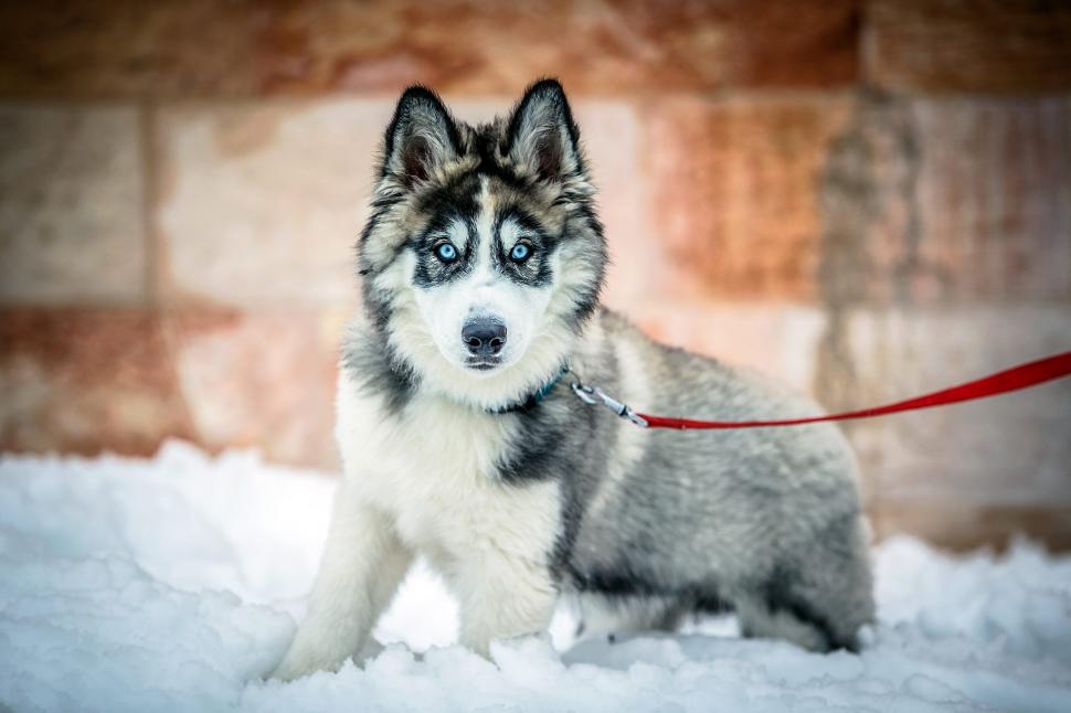 Siberian Husky dog wallpaper | animals | Wallpaper Better