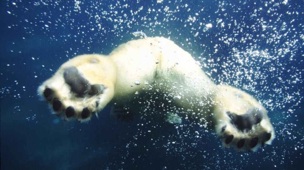 Polar Bear Bear Underwater Bubbles Feet Paws HD wallpaper,animals wallpaper,bear wallpaper,underwater wallpaper,polar wallpaper,bubbles wallpaper,paws wallpaper,feet wallpaper,1280x720 wallpaper