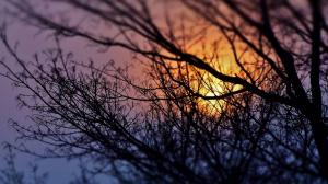 Trees, branches, sunset, silhouette wallpaper thumb
