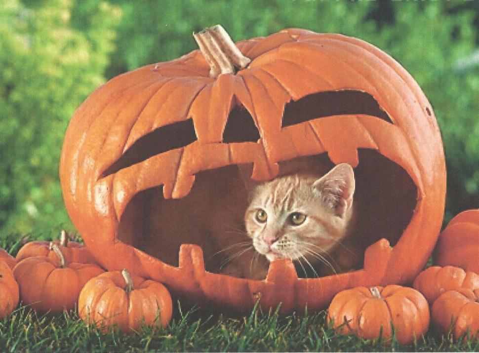 A Halloween Cat In A Pumpkin wallpaper,feline HD wallpaper,kitten HD wallpaper,halloween HD wallpaper,pumpkin HD wallpaper,cute HD wallpaper,tabby HD wallpaper,animals HD wallpaper,1982x1462 wallpaper