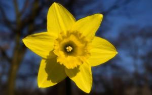 Yellow Daffodil FLower wallpaper thumb