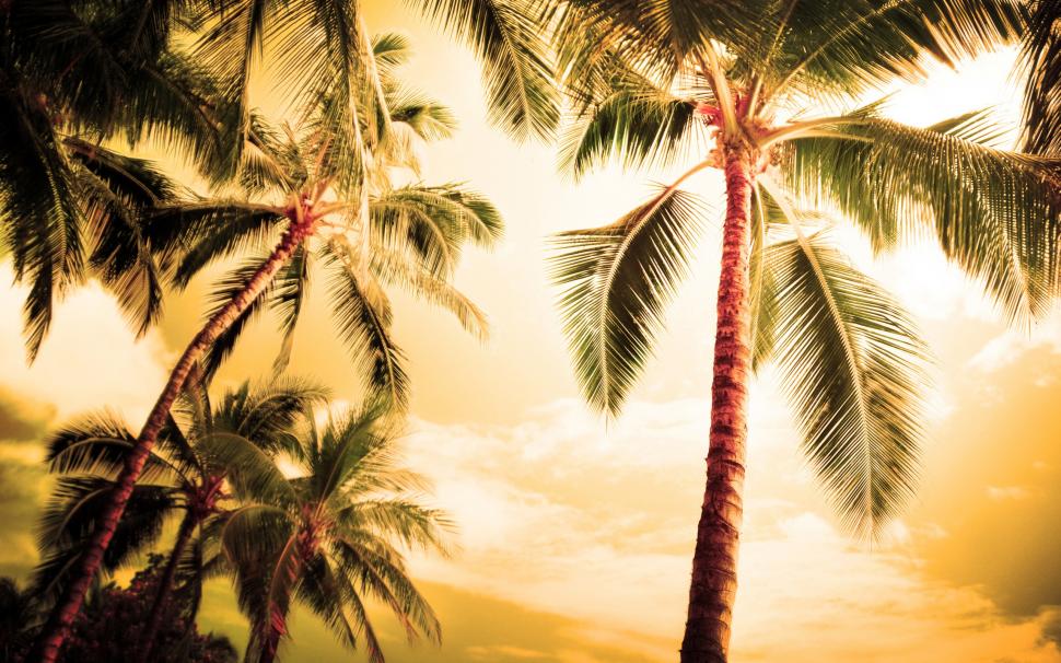 Hawaii, hot summer, palm trees wallpaper,Hawaii HD wallpaper,Hot HD wallpaper,Summer HD wallpaper,Palm HD wallpaper,Trees HD wallpaper,2560x1600 wallpaper