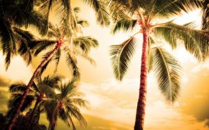 Hawaii, hot summer, palm trees wallpaper thumb