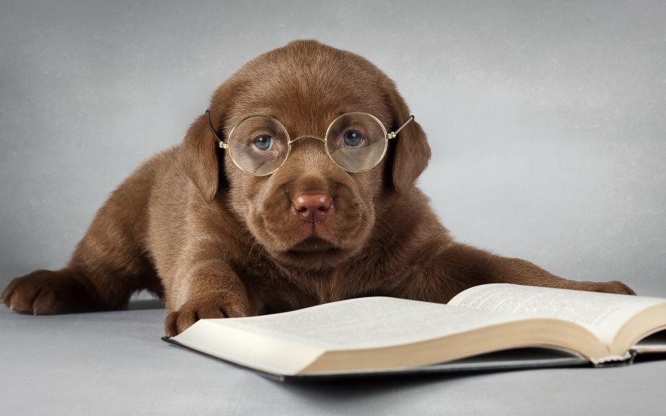 Labrador dog, brown, read a book, glasses wallpaper,Labrador HD wallpaper,Dog HD wallpaper,Brown HD wallpaper,Read HD wallpaper,Book HD wallpaper,Glasses HD wallpaper,1920x1200 wallpaper