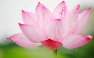 Pink lotus macro wallpaper thumb