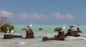 Australia, pelicans wallpaper thumb