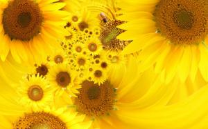 Yellow Sunflowers wallpaper thumb