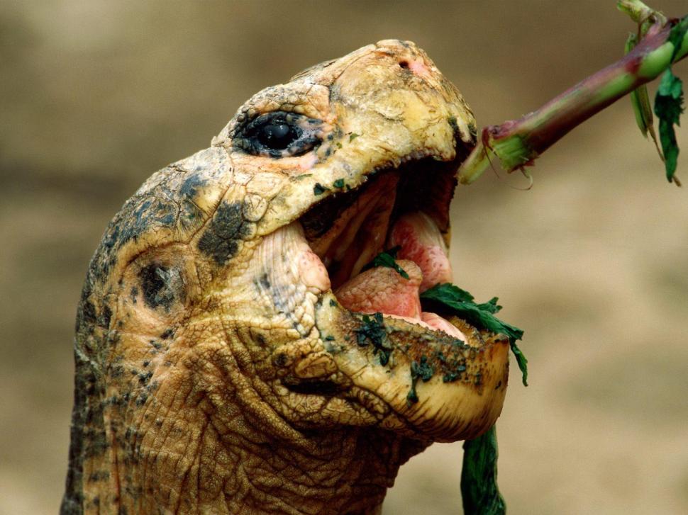 Animals, Turtle, Green, Head, Eating, Photography, Depth Of Field wallpaper,animals wallpaper,turtle wallpaper,green wallpaper,head wallpaper,eating wallpaper,photography wallpaper,depth of field wallpaper,1600x1200 wallpaper