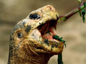 Animals, Turtle, Green, Head, Eating, Photography, Depth Of Field wallpaper thumb