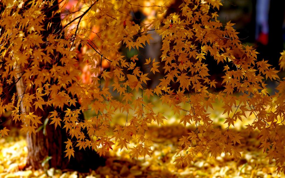 Yellow leaves, autumn, sunlight wallpaper,Yellow HD wallpaper,Leaves HD wallpaper,Autumn HD wallpaper,Sunlight HD wallpaper,2560x1600 wallpaper