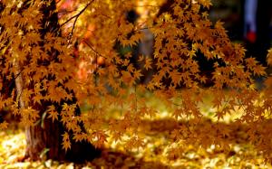Yellow leaves, autumn, sunlight wallpaper thumb