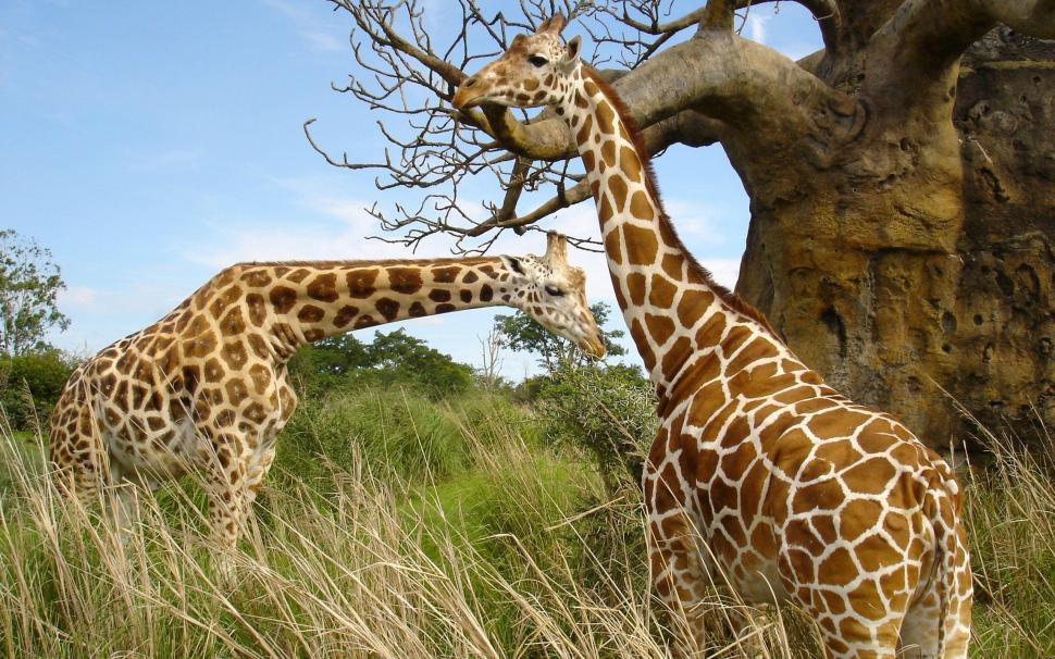 Giraffe pair wallpaper,giraffe HD wallpaper,pair HD wallpaper,animals & birds HD wallpaper,2560x1600 wallpaper
