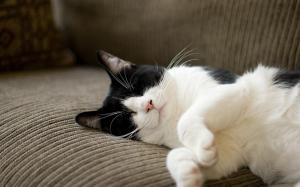Calico Cat Sleeps wallpaper thumb